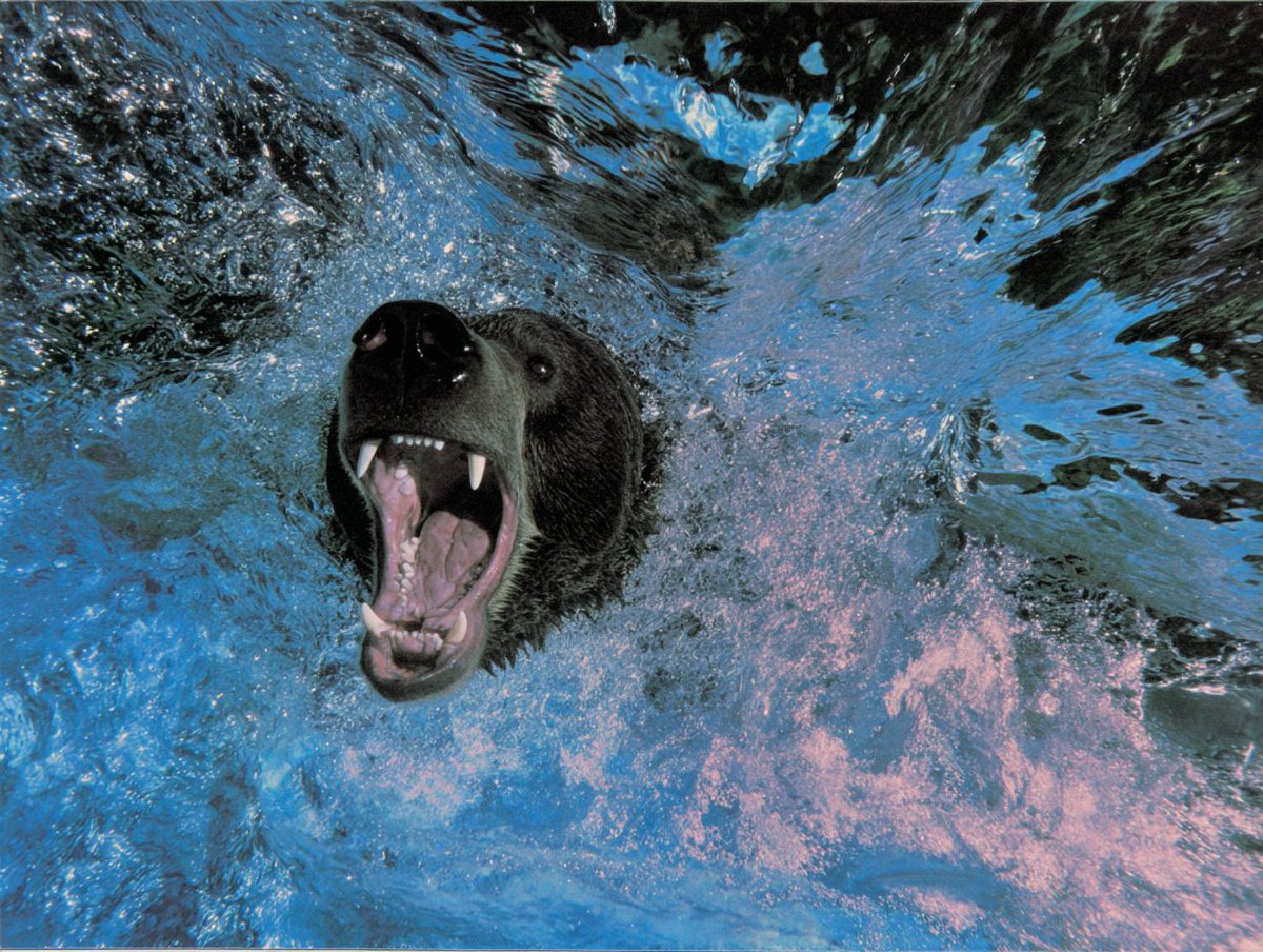 Stephan Vasement tweet media