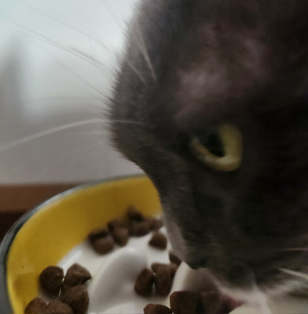 Pims 🐈‍⬛ tweet media