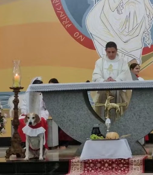 Delegado Bruno Lima tweet media