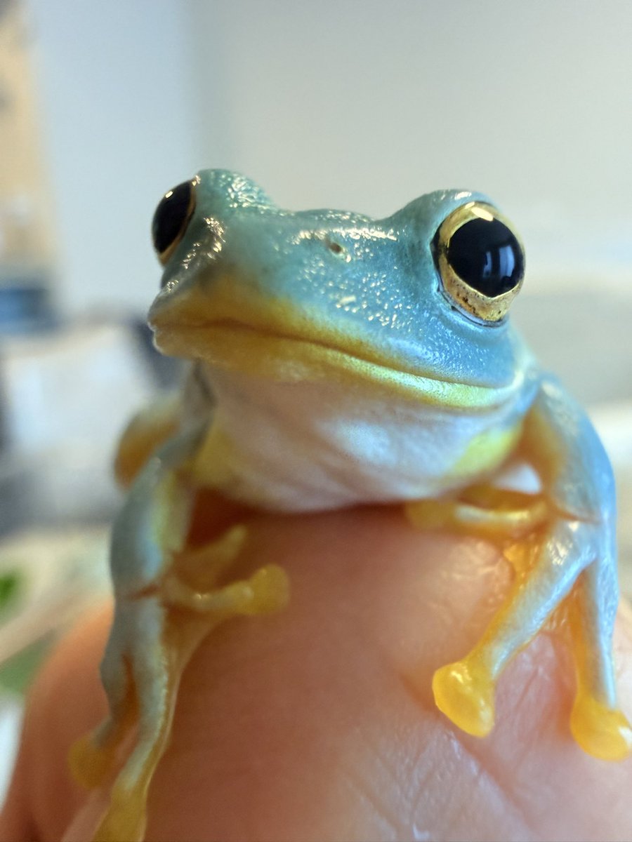 しろぼっちぃ tweet media