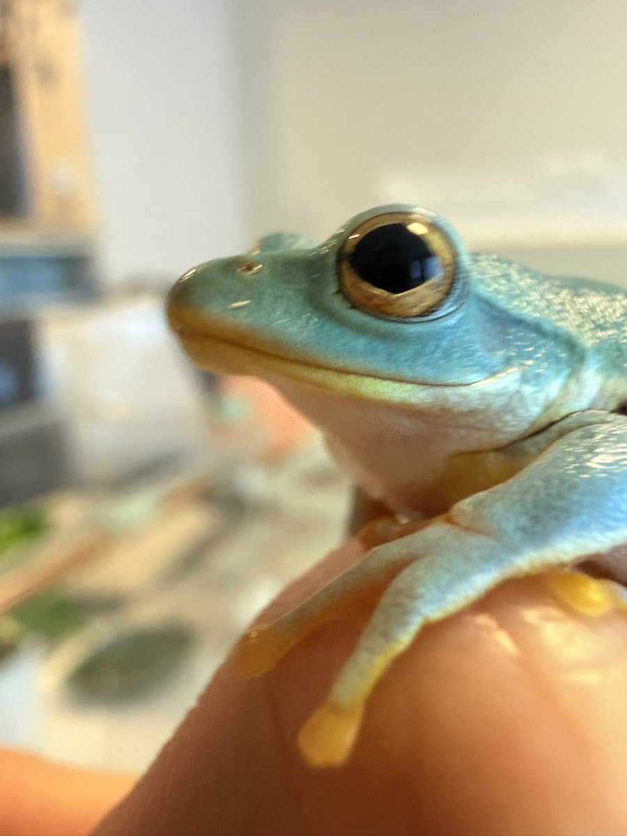 しろぼっちぃ tweet media