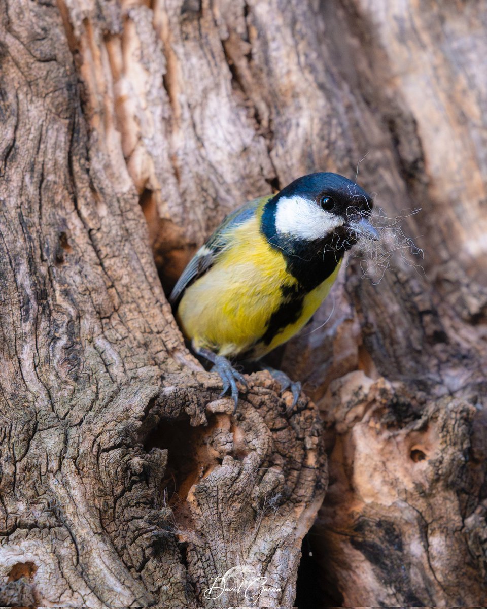 Eldelron's tweet photo. Ayer estuvieron metiendo al nido pelos y plumas principalmente. Según he leido esa es la parte final del nido. Hoy todavía no les he visto y tengo la cámara preparada por si acaso, aunque esta luz me complica las fotos... https://t.co/cdGo0UyEl7
