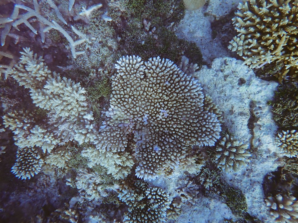 Nizam Ibrahim🇲🇻 tweet media