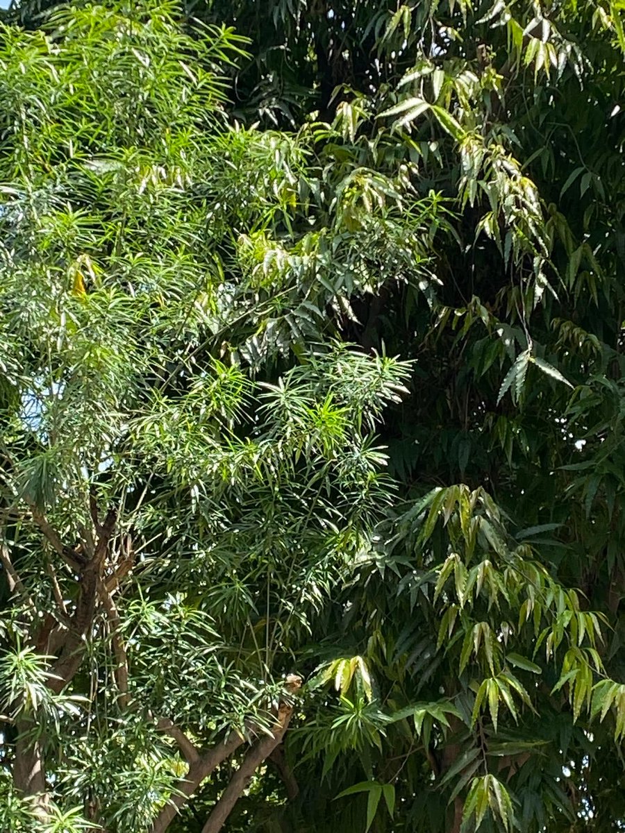 Usha Wildflower 🌱📚 🍀 tweet media