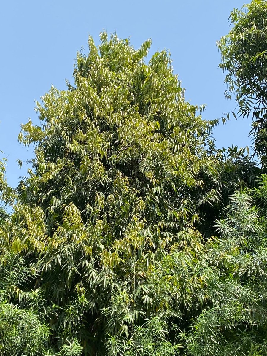 Usha Wildflower 🌱📚 🍀 tweet media