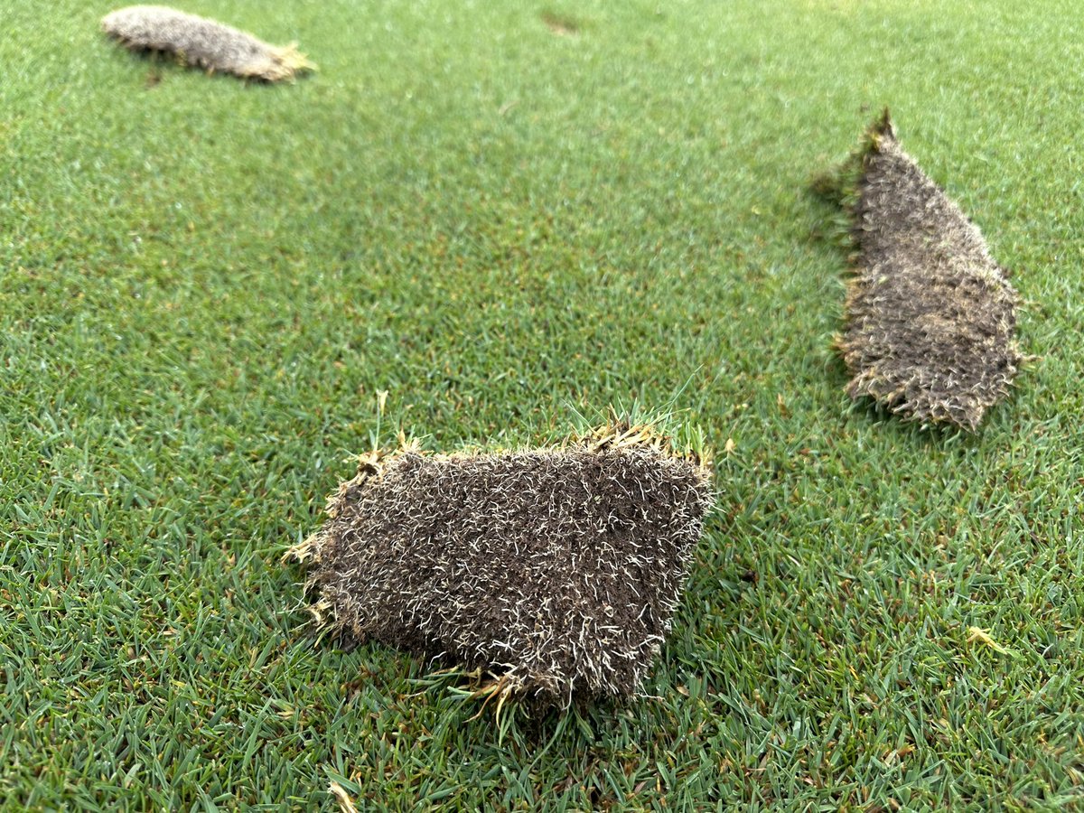 WyattByrdie's tweet photo. Please replace your divots! https://t.co/DXCEjcL0hn