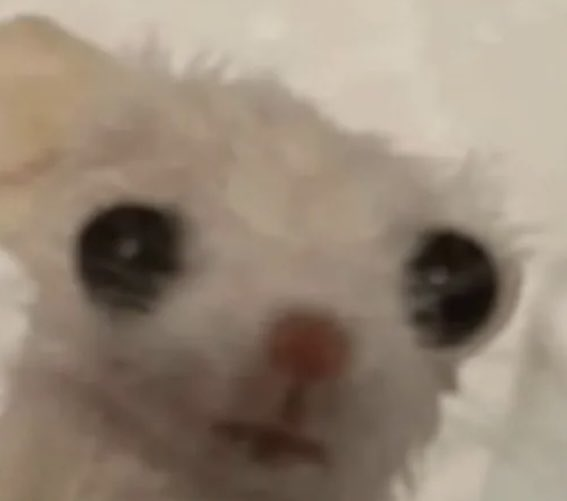 Banzoin Hakka🔅HOLOSTARS EN tweet media