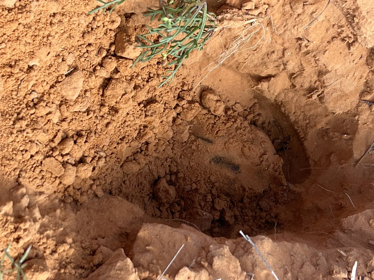 Esra Ahmed 👩‍⚕️💉 tweet media