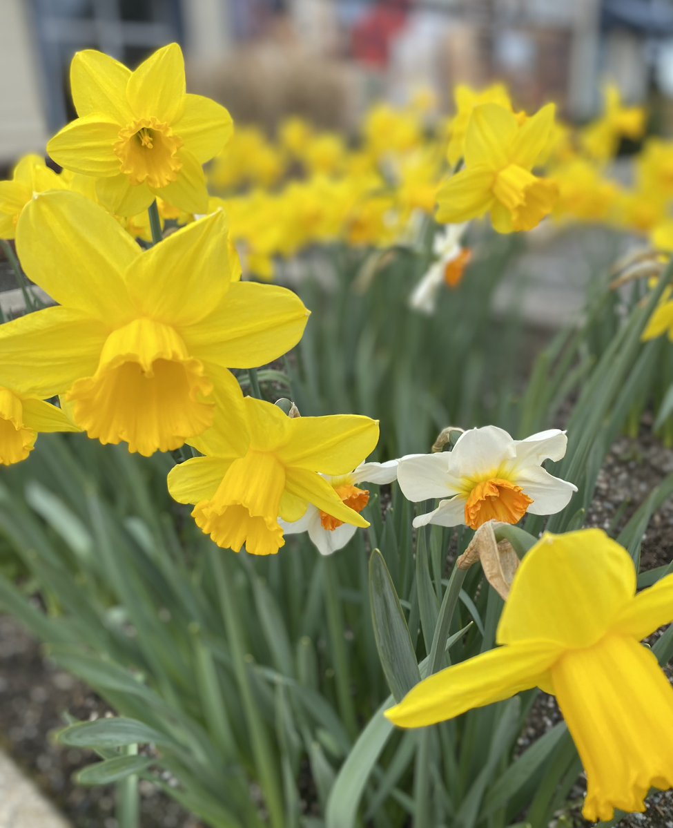 maryanne_pope's tweet image. 🌞Spring called… my daffodils answered! Little bursts of sunshine are sprouting in the garden. 🌼
#HelloSpring #GardenJoy #FromMyGarden