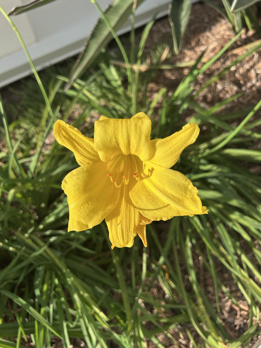 maryanne_pope's tweet image. 🌞Spring called… my daffodils answered! Little bursts of sunshine are sprouting in the garden. 🌼
#HelloSpring #GardenJoy #FromMyGarden