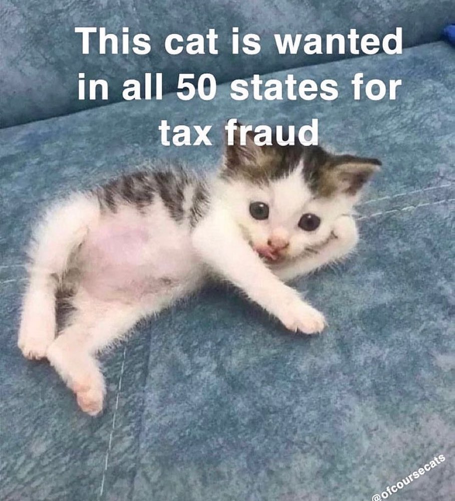 Punch Cat tweet media