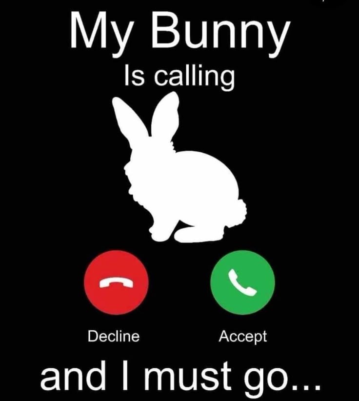 WHY YOU SHOULD HAVE A BUNNIES tweet media