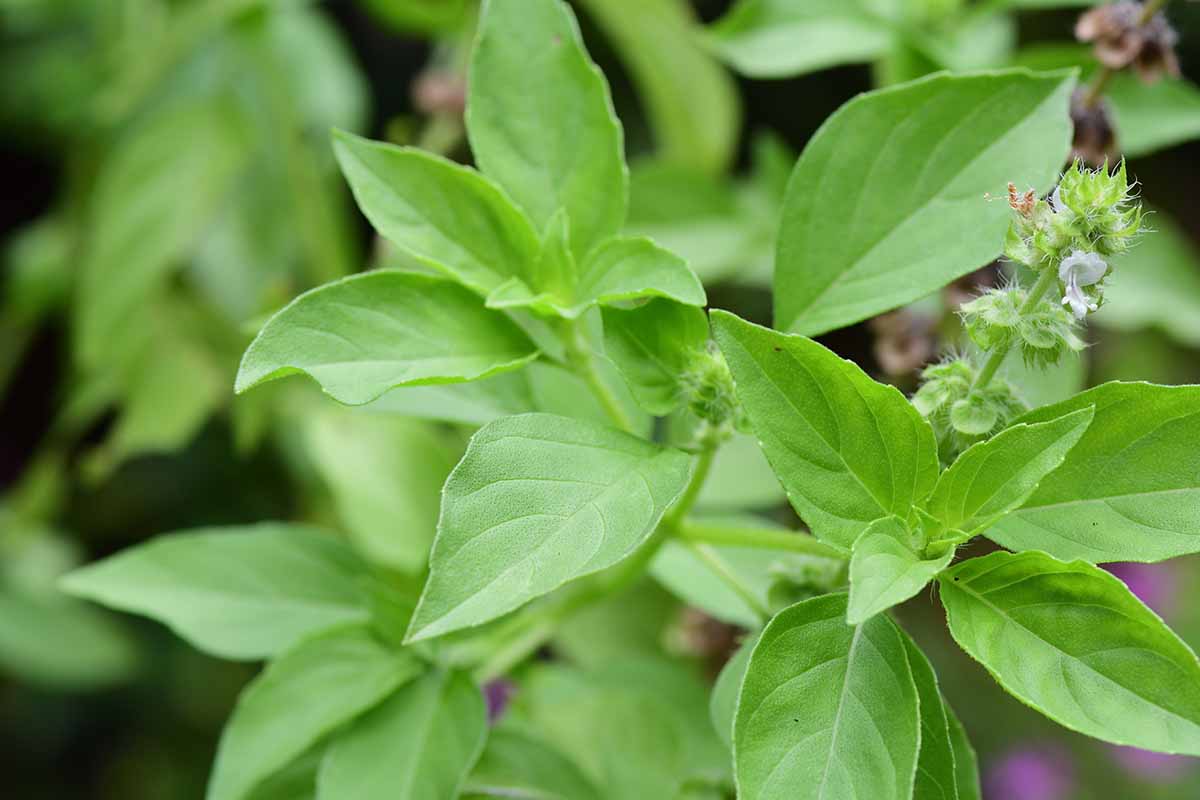 Gardeners_Path_'s tweet image. 7 of the Best Citrus Basil Varieties for Your Herb Garden - Some of the best varieties of basil for the herb garden have a lemon or lime flavor. Discover seven of the top types of citrus basil to grow at home now on Gardener's Path. #basil #growyourown gardenerspath.com/plants/herbs/b…