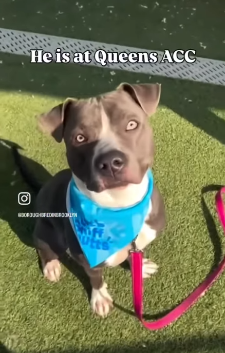 Cozy Paws🐾 tweet media