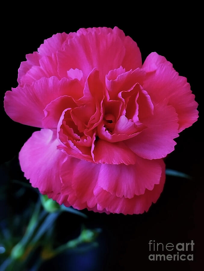 'Vibrant Pink Carnation'
fineartamerica.com/featured/vibra…