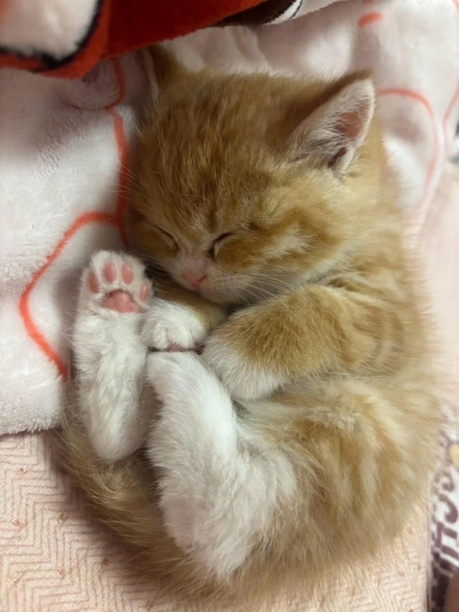 catsforcatsx's tweet image. #sleeping #cats