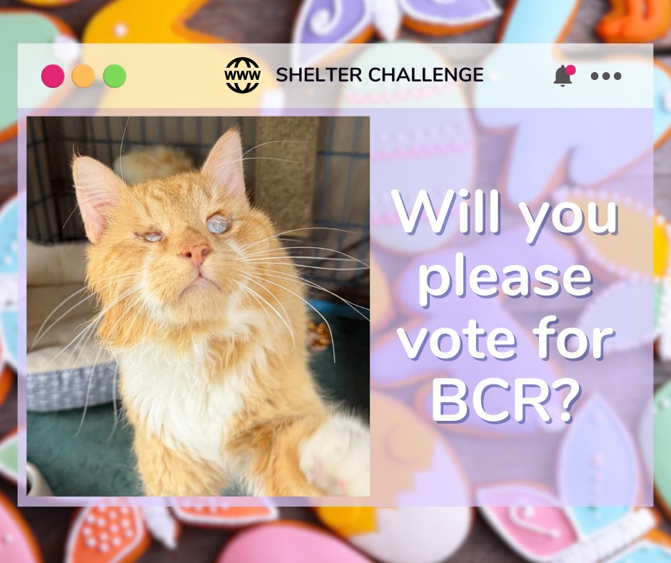 Warm Hearts, Fresh Starts Shelter Challenge is here! 🐾 Vote for blind, FELV+, &amp; FIV+ cats—it's free &amp; quick! Daily votes help them win! 😺 🐾

🔗 VOTE: bit.ly/3Ue7TmV
📧 Need a reminder? Email: blindcat@blindcatrescue.com

Thank you so much for helping the kitties! 💙