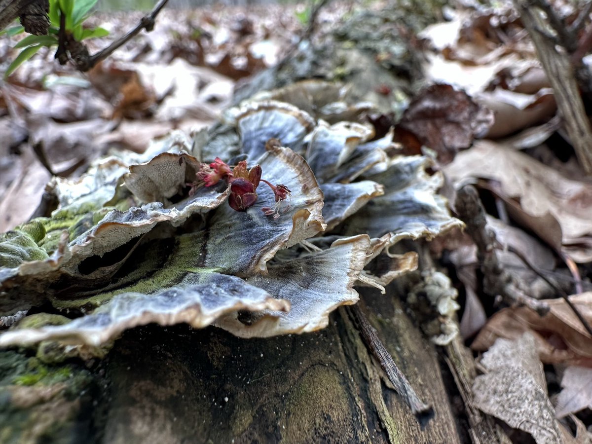 Mushroom season is here!