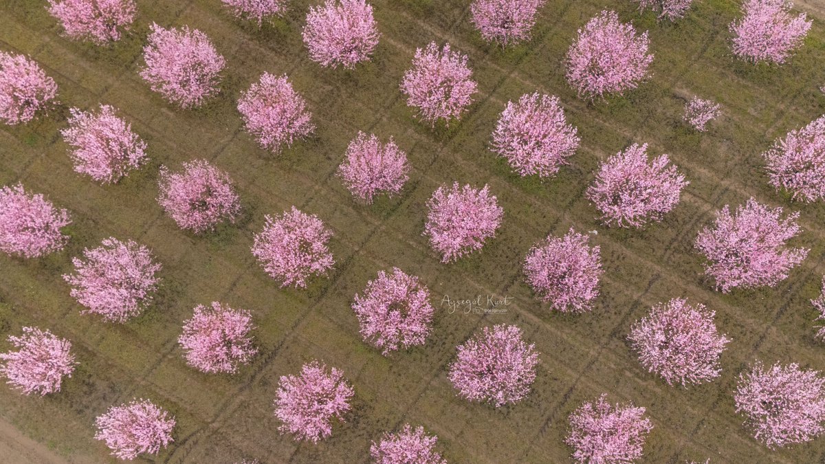 Denizli'nin şeftali bahçeceleri...