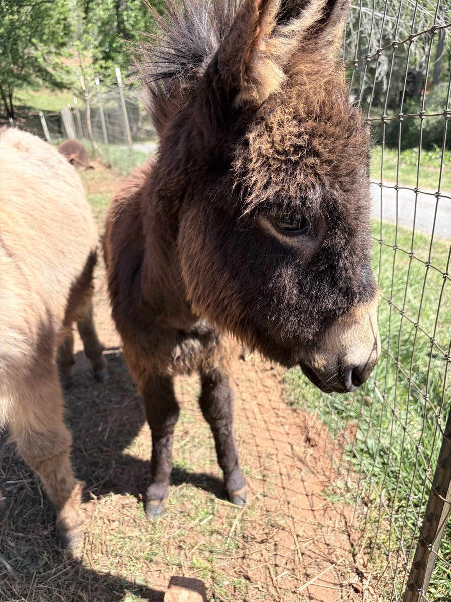 Homesteading4sovereignty tweet media