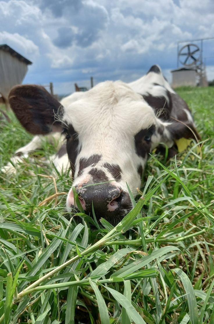 ★ | Earth's mattress