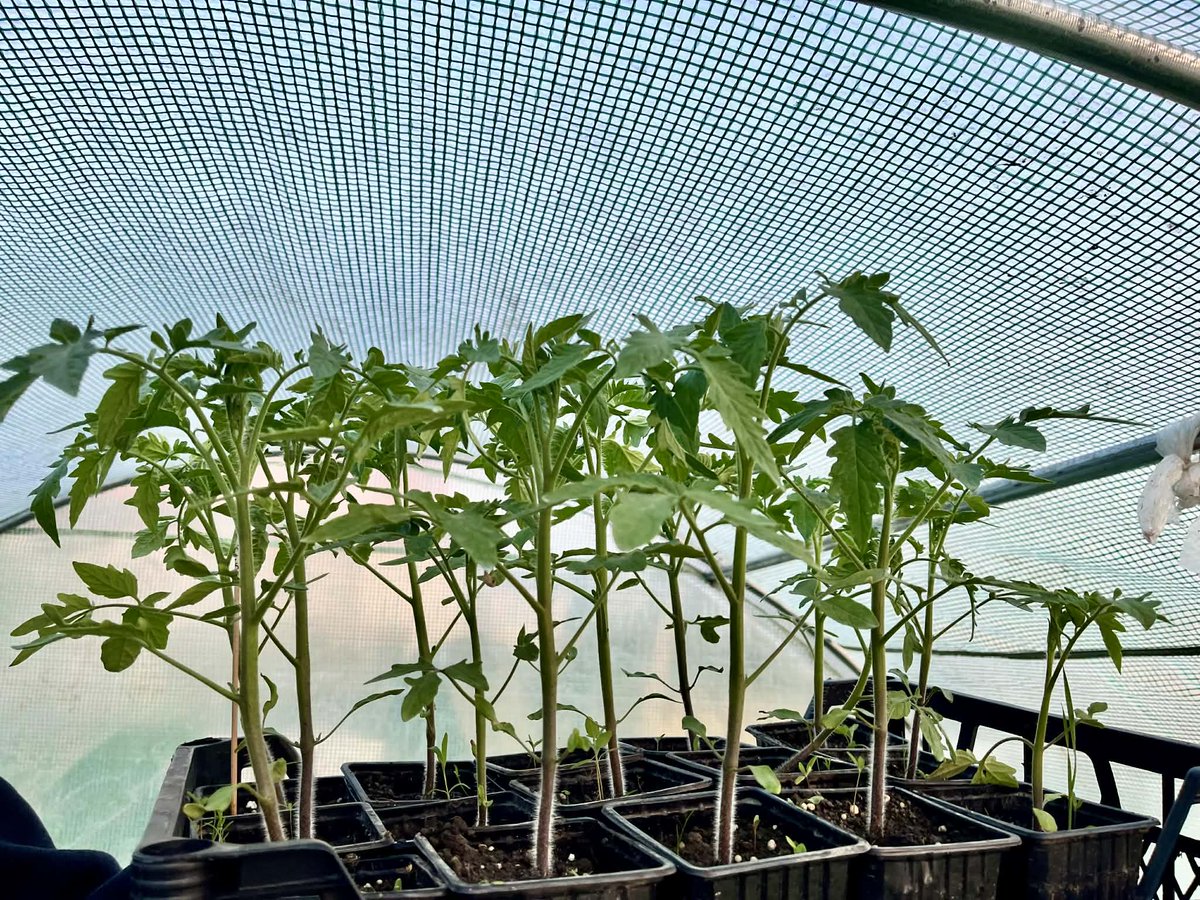 Seoska_Lola tweet media