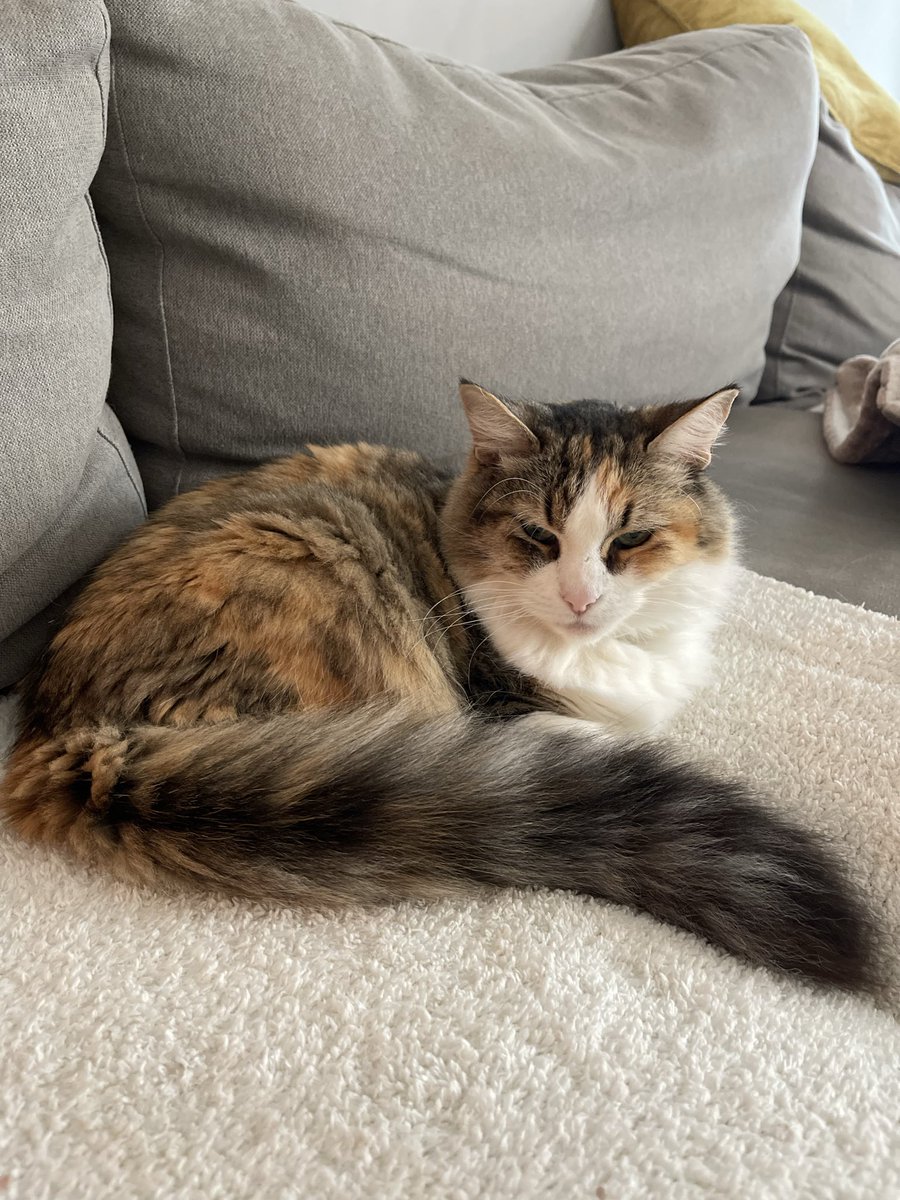 Spinachee tweet media