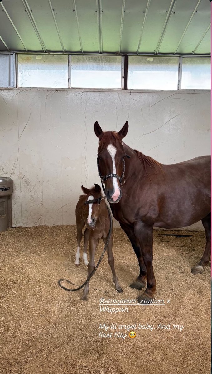 Portal Bella Hadid BR tweet media