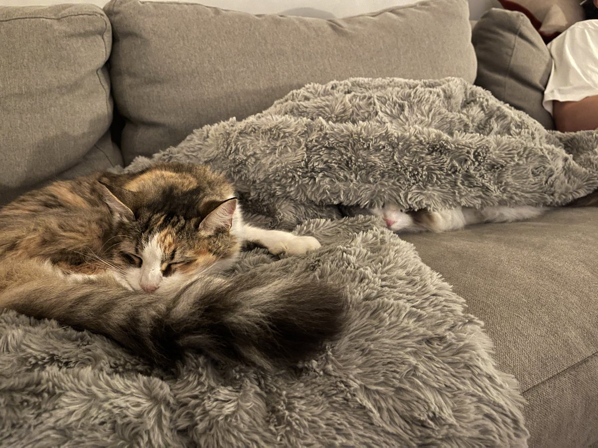 Spinachee tweet media