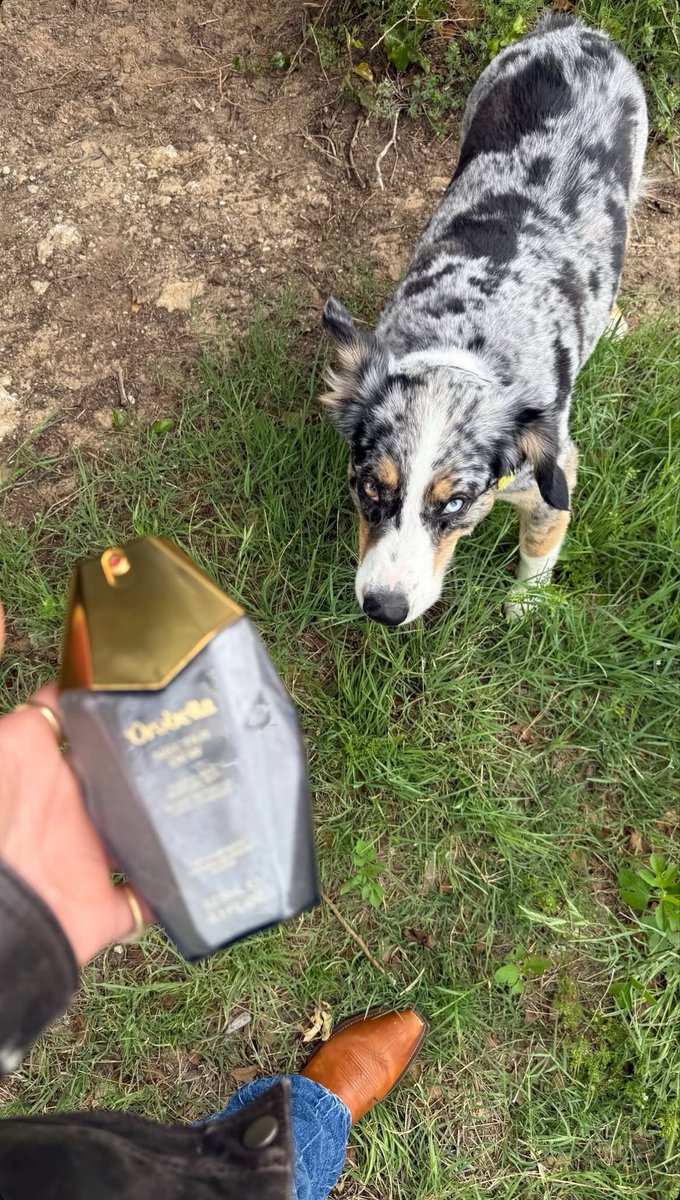 Portal Bella Hadid BR tweet media