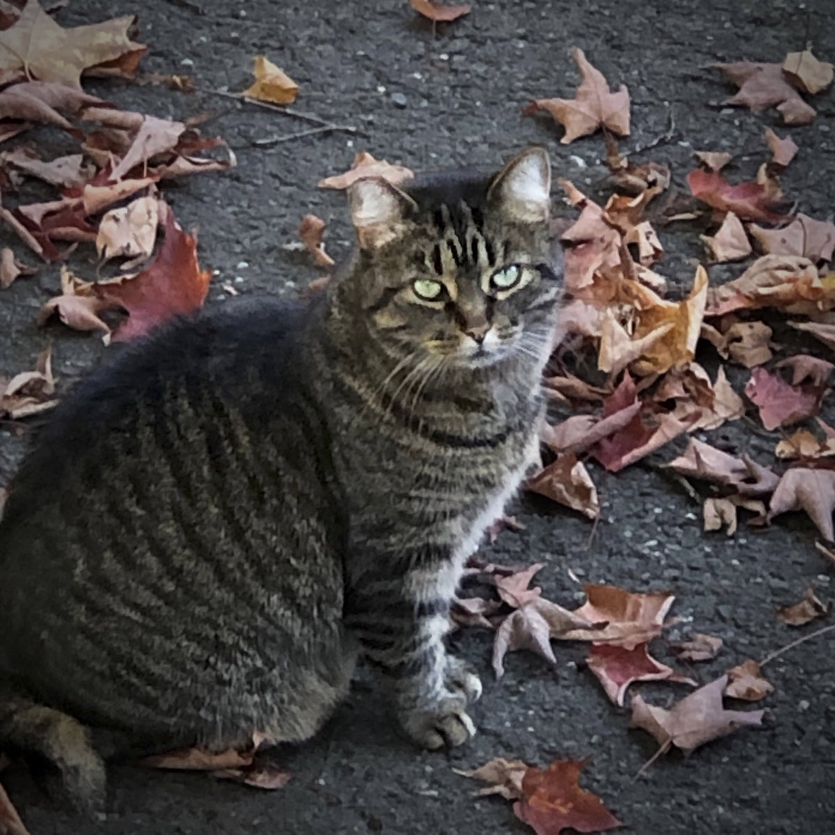 MicRic290's tweet photo. |🇨🇦 My neighbor’s tabby cat 🐈⬛
Le chat tigré de mon voisin.
Today’s theme: #LookingAtYou
#DailyPictureTheme #MyPics #Tabby
#FurryFriends #WhiskersWednesday #ThePhotoHour #CatsOnTwitter https://t.co/S3yj0prXak