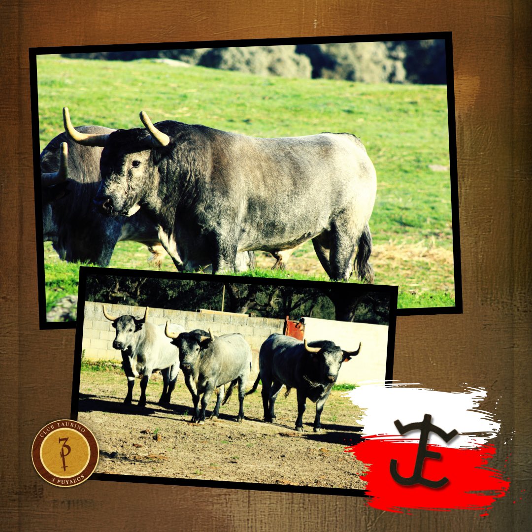 3Puyazos tweet media