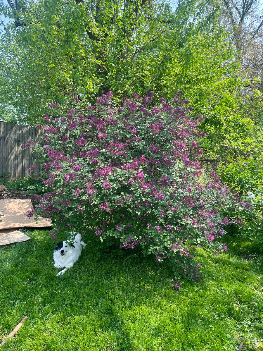 jennifersrude's tweet image. One more month until Mitski gets her lilac bush back