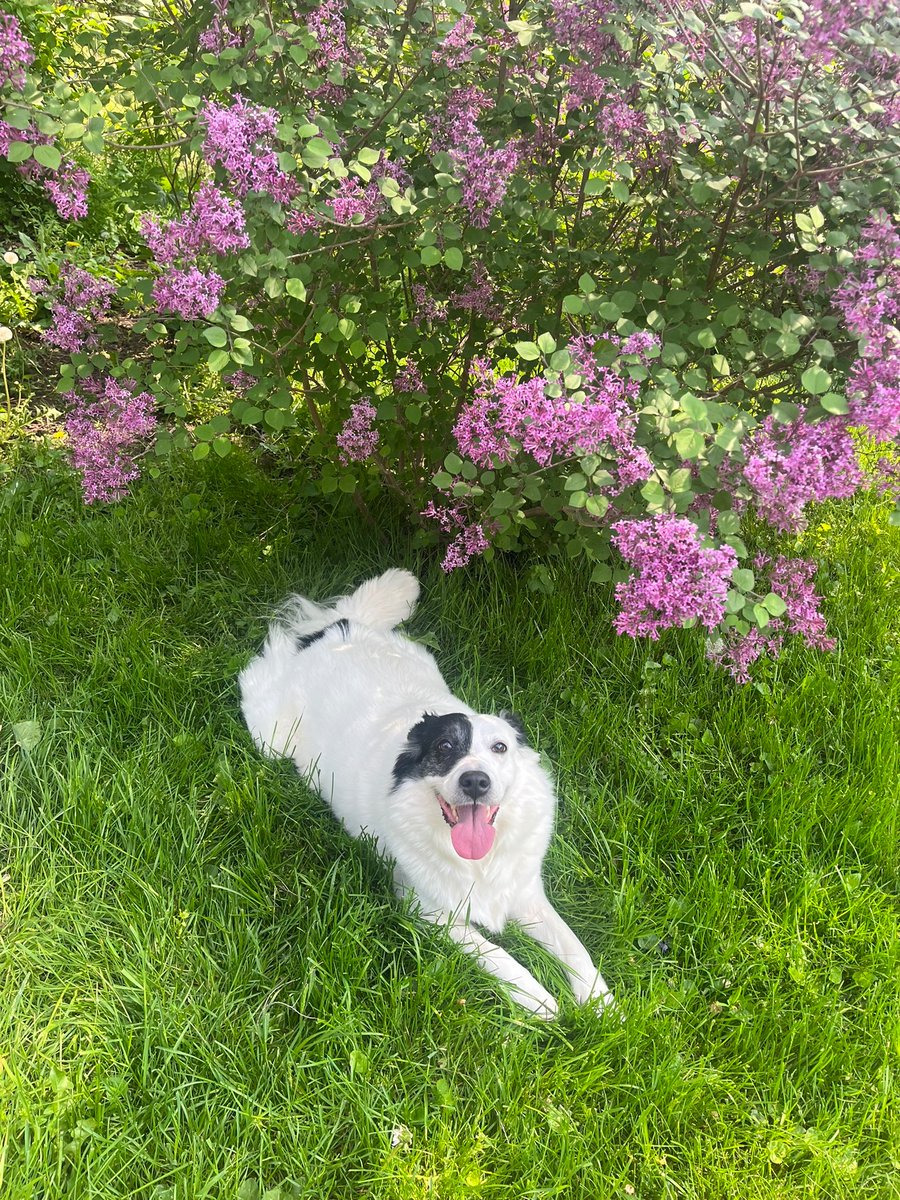 jennifersrude's tweet image. One more month until Mitski gets her lilac bush back