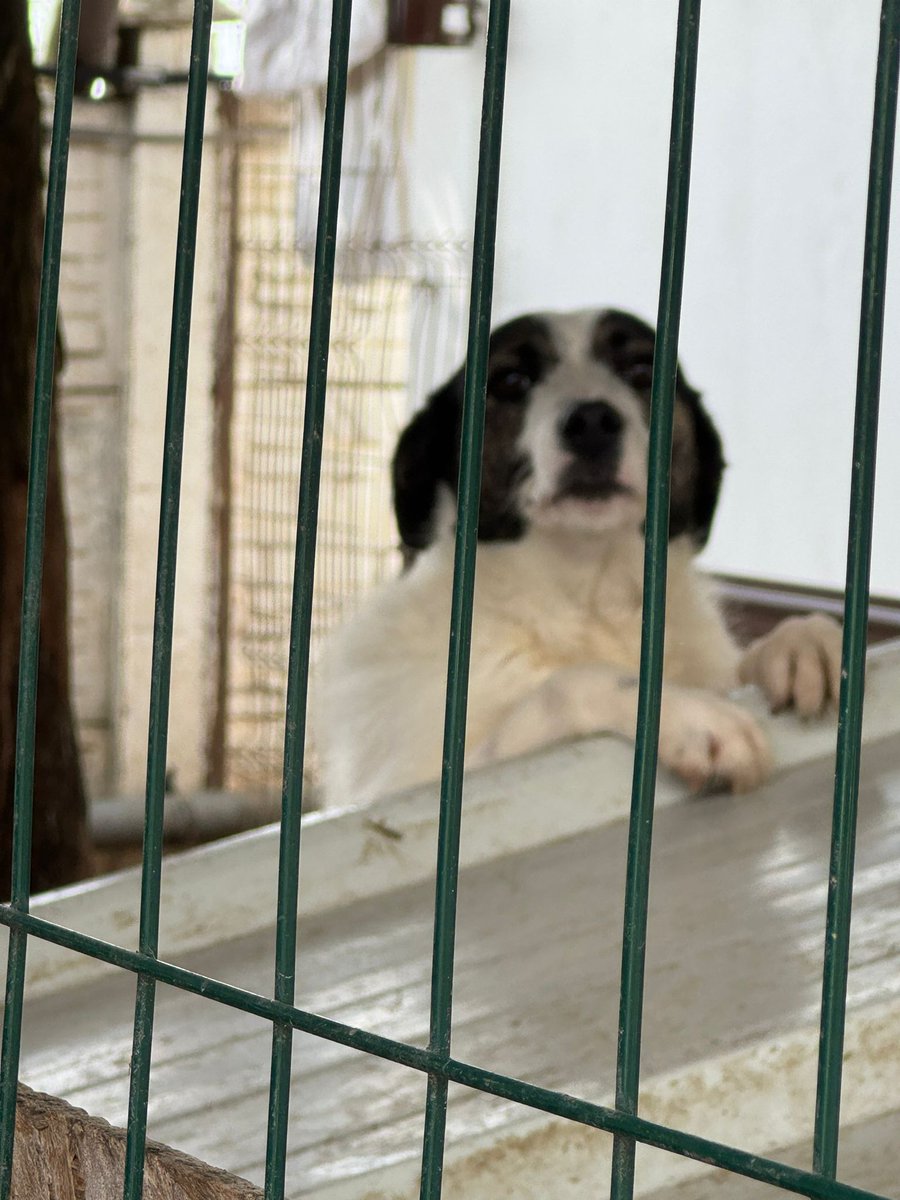 Oskar und Entchen&Co. tweet media