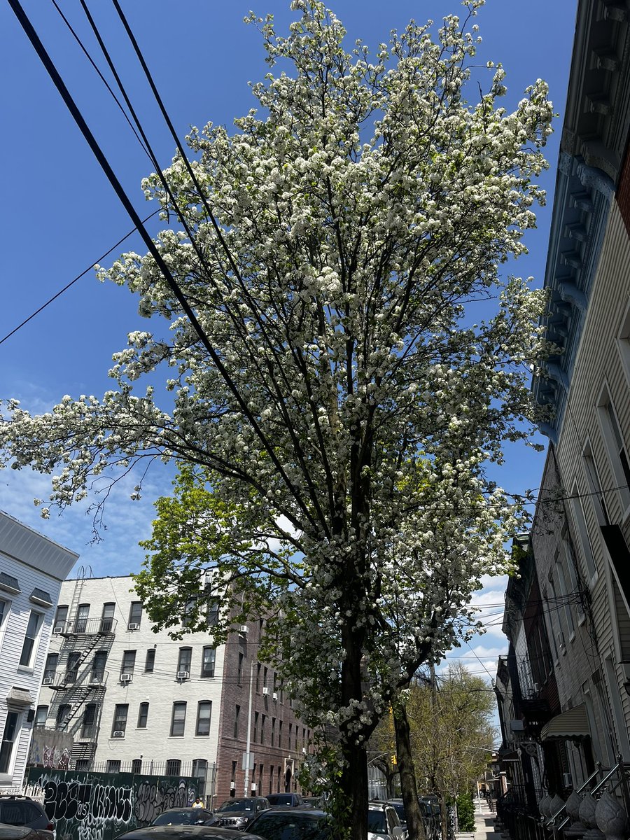 Felt really moved by this tree I saw