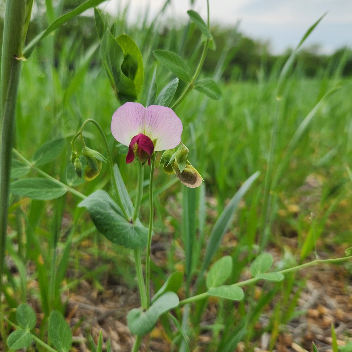 DozzzzzEric's tweet image. My winter peas getting at it! This is the fun part of #covercrops for me #theblooms