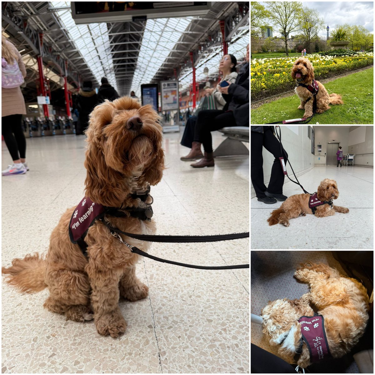 Hearing Dogs for Deaf People tweet media