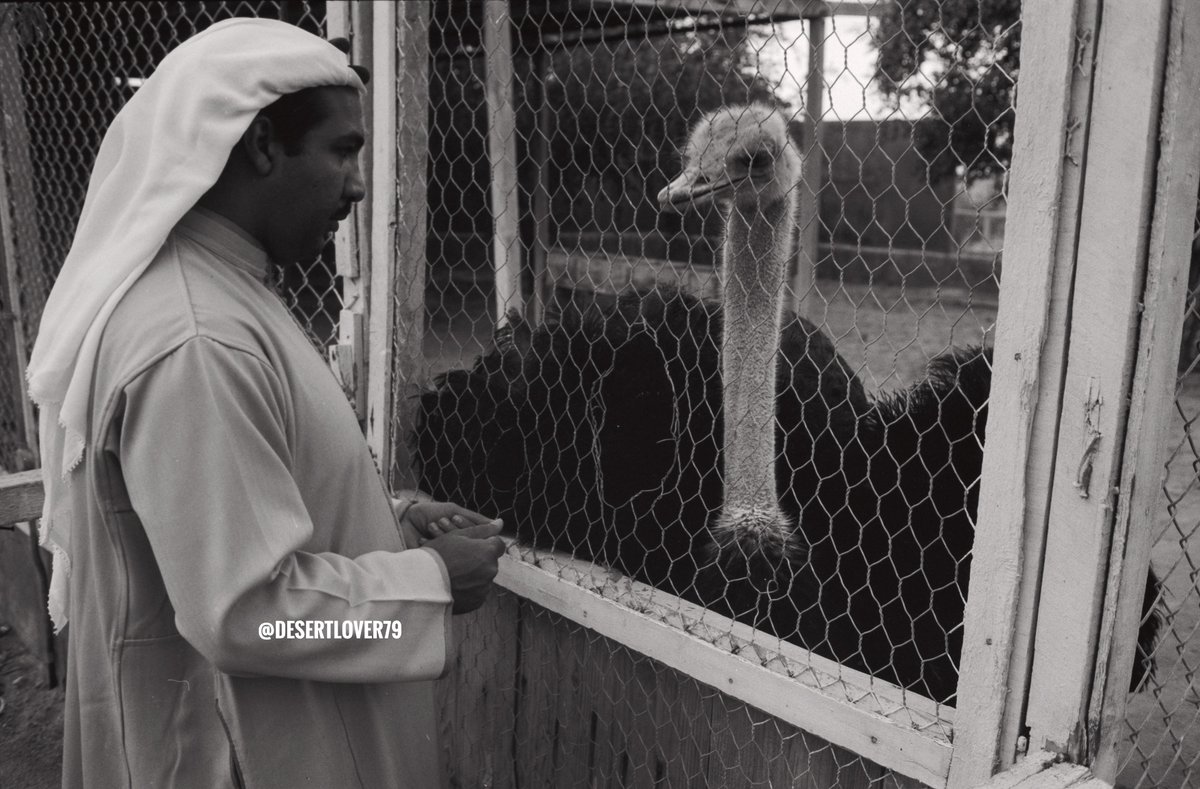 محمد ناصر الخليفة tweet media