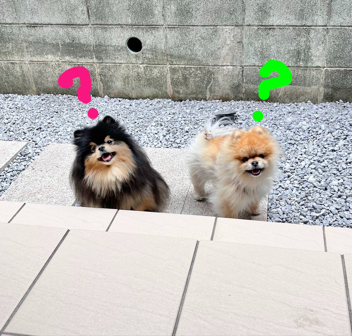 秋田 小町 tweet media