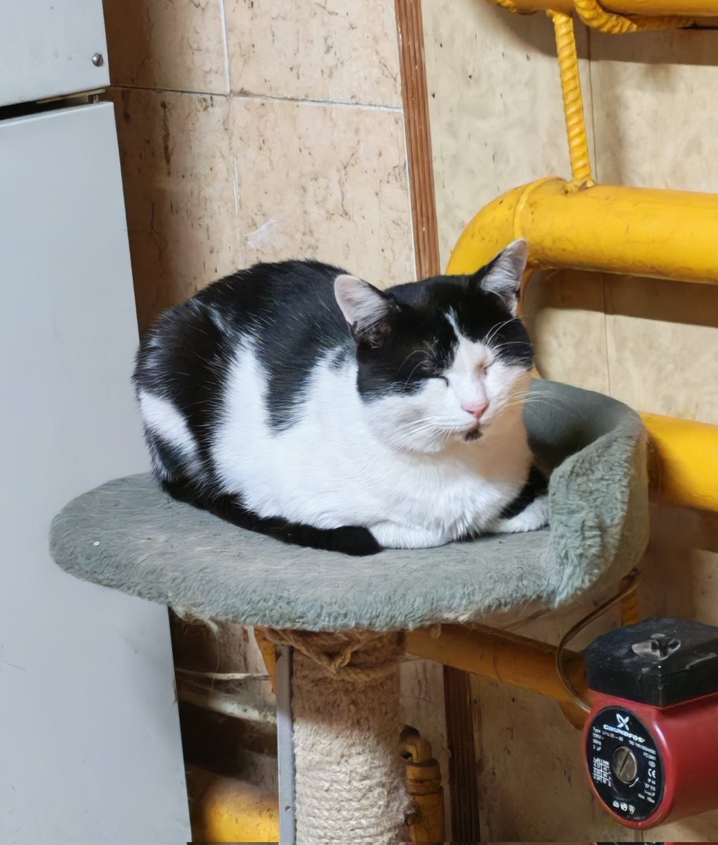 Рин крысиная королева🐀🐝🍤 tweet media