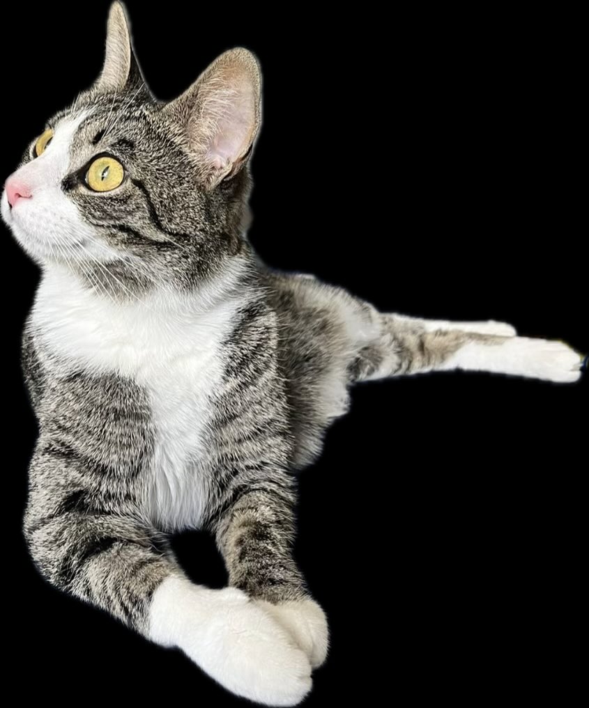 Mir 🐶🐈🔬🌈🏳️‍⚧️ tweet media