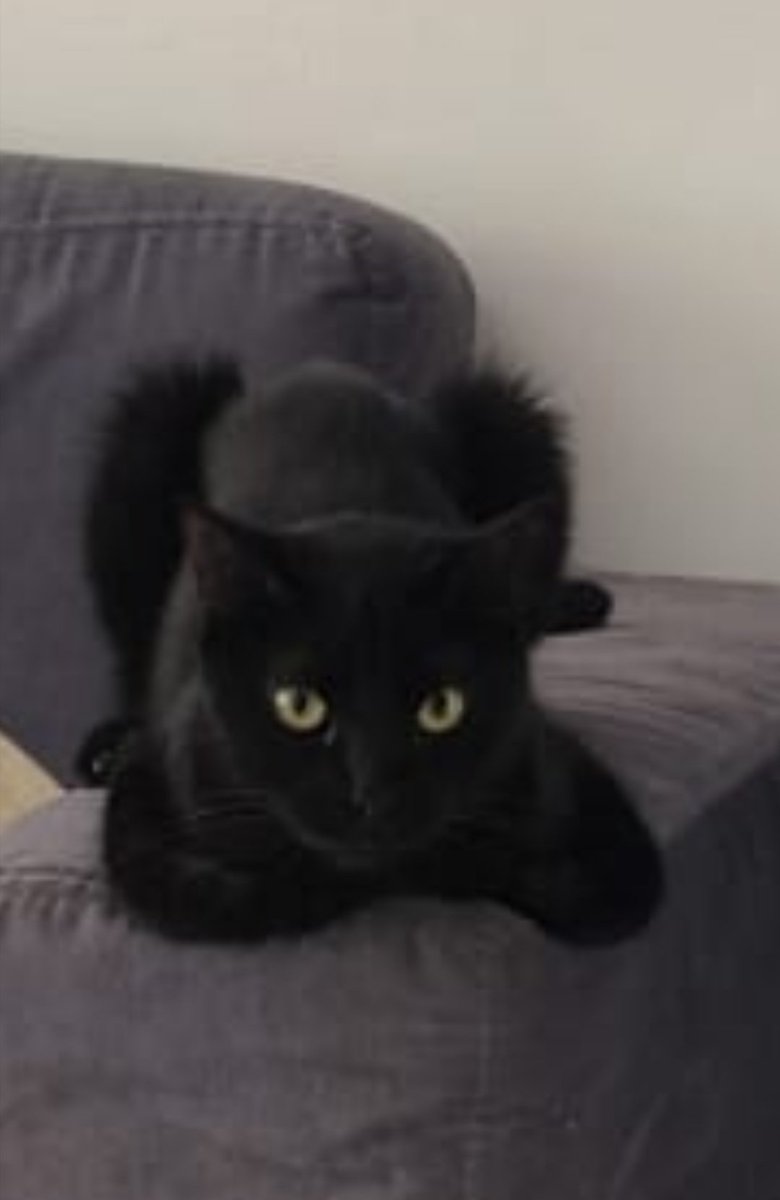 Alejandro tweet media