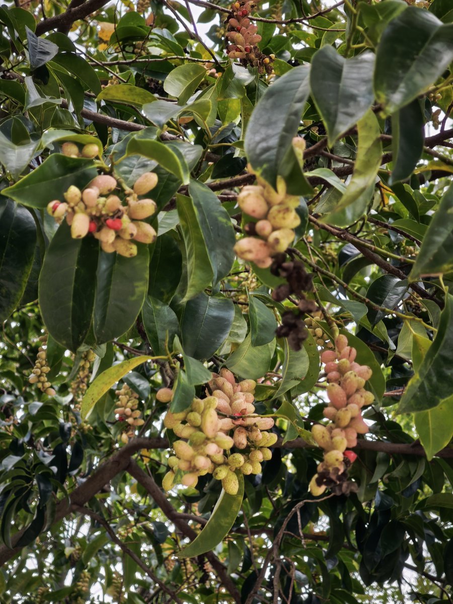 Stefan Lang tweet media