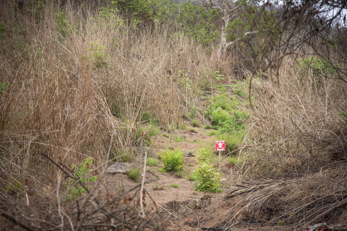 herorats's tweet image. Unlike the perishables in the fridge, #landmines don't come with a limited shelf life. Some of these explosives lie in wait for decades, still deadly.

#APOPO integrates animals into conventional methods to speed up finding and destroying landmines.

 #SavingLives #MineFreeWorld