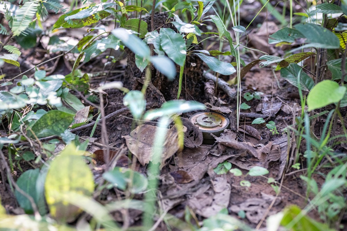 herorats's tweet image. Unlike the perishables in the fridge, #landmines don't come with a limited shelf life. Some of these explosives lie in wait for decades, still deadly.

#APOPO integrates animals into conventional methods to speed up finding and destroying landmines.

 #SavingLives #MineFreeWorld