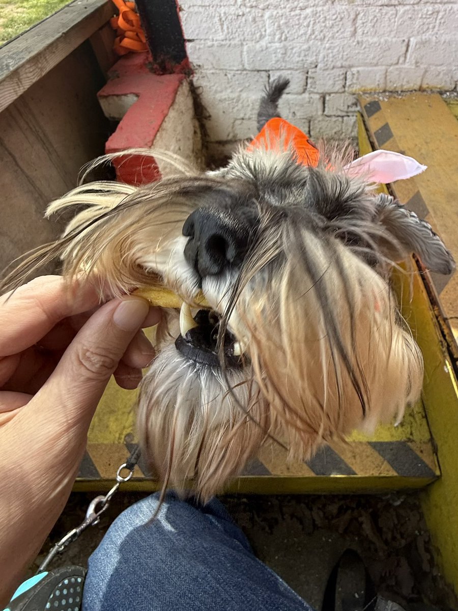 nonleaguedogs's tweet image. Today’s #waffleswednesday sees him taking in @wellingunited v @DulwichHamletFC #waffleswednesday
📸 @MrWafflesTheDog