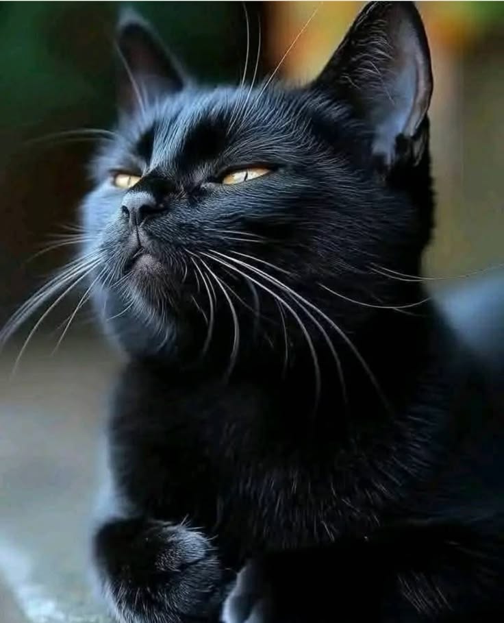 SassySiren tweet media