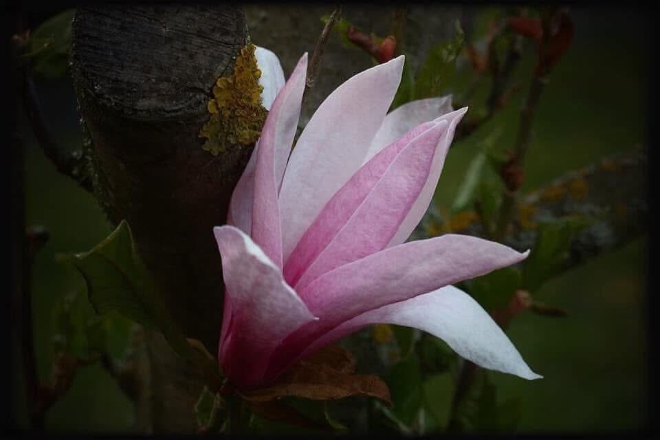 𝕮𝖍𝖗𝖎𝖘𝖙𝖎𝖓𝖆 𝖛. 𝖂𝖊𝖑𝖑𝖊𝖆𝖓 tweet media