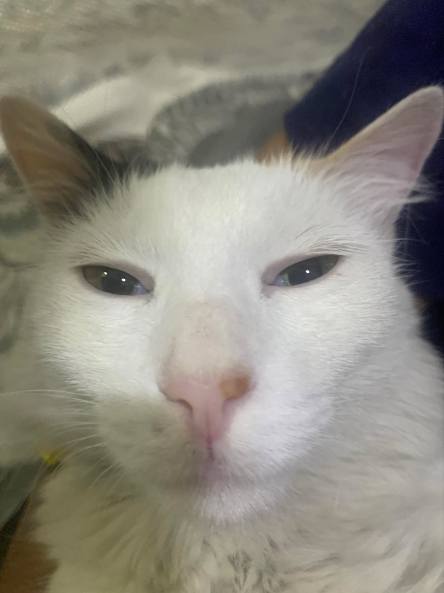 yₐcₕᵢᵣᵤ !! tweet media